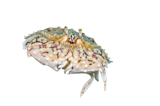 Common Box Crab