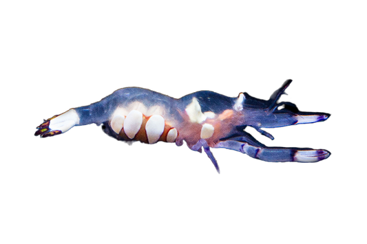 White Spot Anemone Shrimp