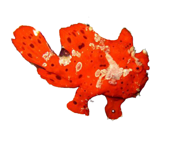 Warty Frogfish - Red L