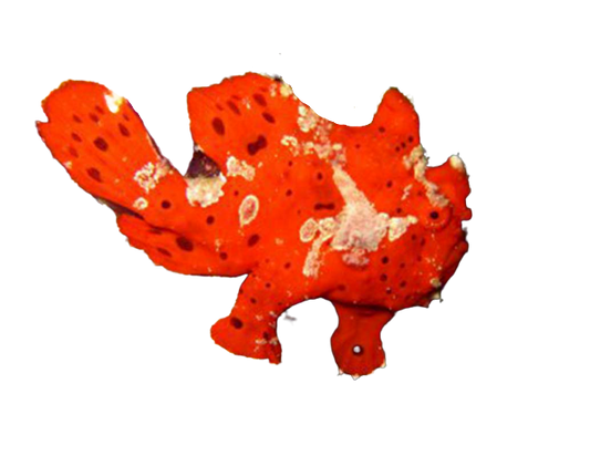 Warty Frogfish - Red L