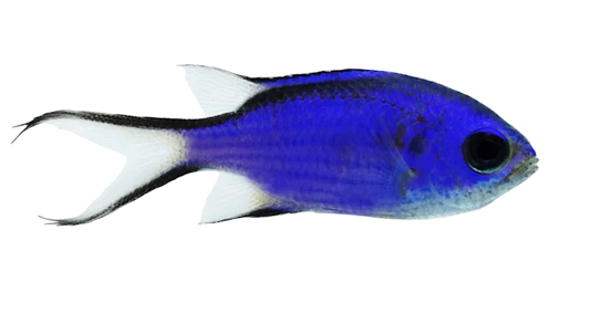 Blue Reef Chromis