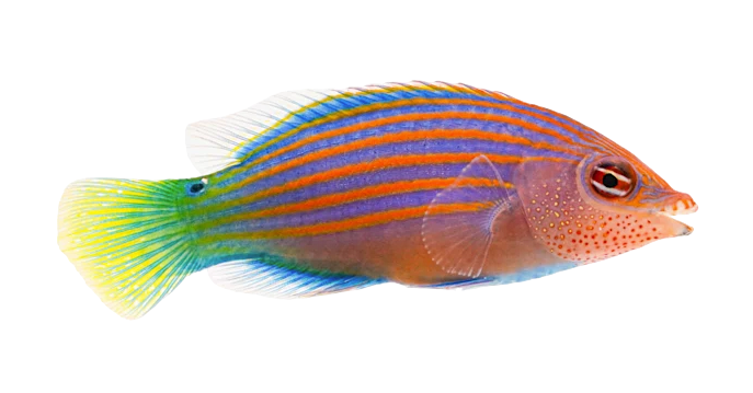 Six Line Wrasse