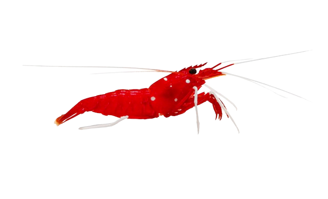 Blood Shrimp M