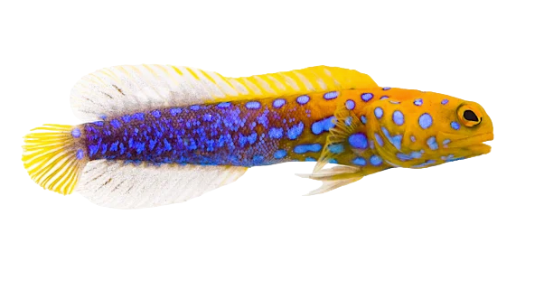 Blue Spot Jawfish