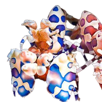 Harlequin Shrimp M/F Pair