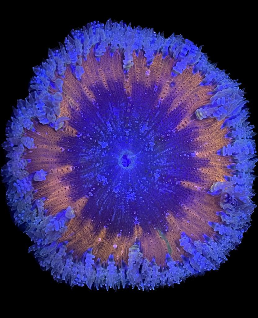Flower Anemone - Ultra Orange