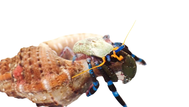 Electric Blue Knuckle Hermit Crab
