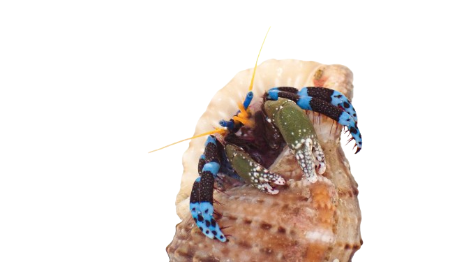 Electric Blue Knuckle Hermit Crab