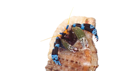 Electric Blue Knuckle Hermit Crab