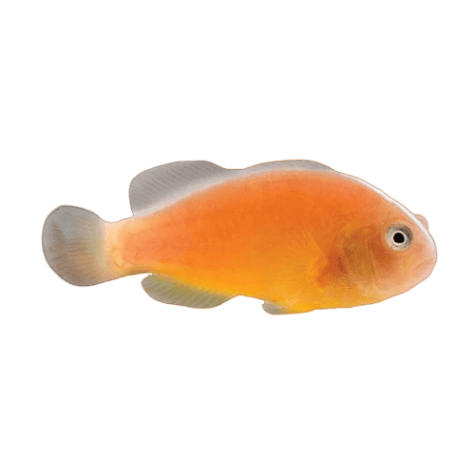 Orange Skunk Clownfish