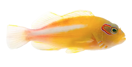 Arc-eye Hawkfish M