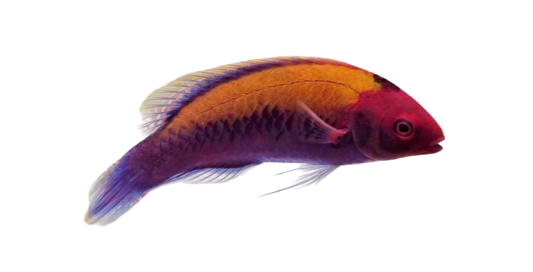 Orangeback Fairy Wrasse