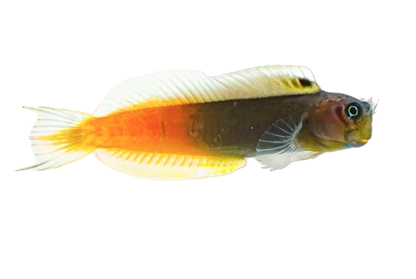 Bicolour Blenny