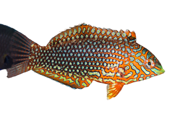 Ornate Leopard Wrasse Female