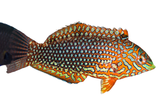 Ornate Leopard Wrasse