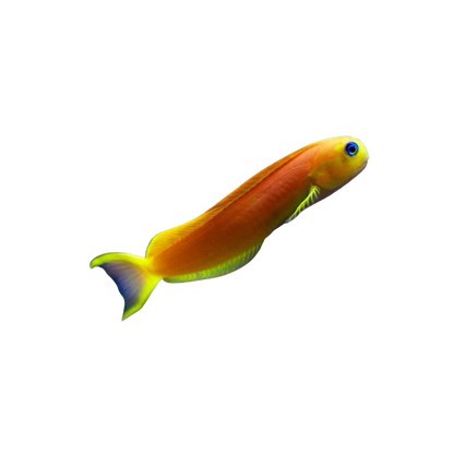 Yellow Midas Blenny L