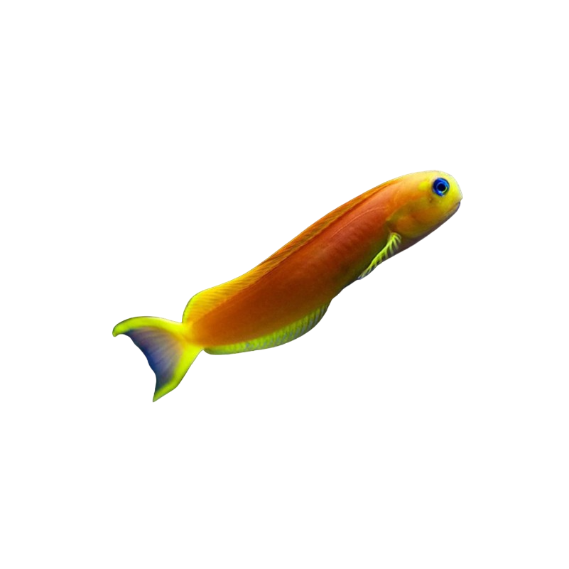 Yellow Midas Blenny M