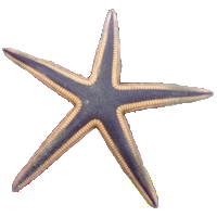 Beaded Sand Sifting Star - Caribbean S/M