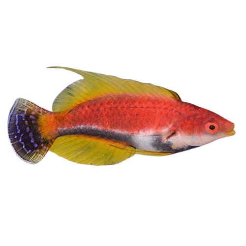 Whip Fin Fairy Wrasse Male