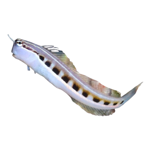 Linear Blenny