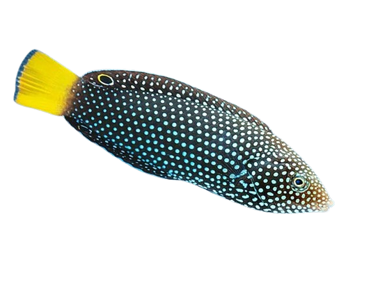 Black Marble Wrasse