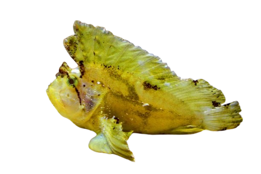 Leaf Fish Yellow