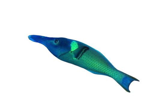 Green Bird Wrasse Male