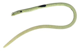 Garden Eel L