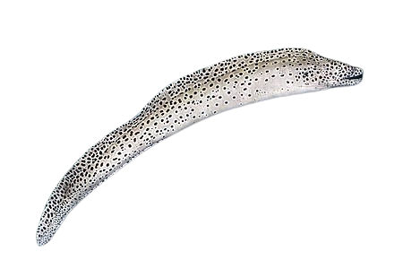 Leopard Eel