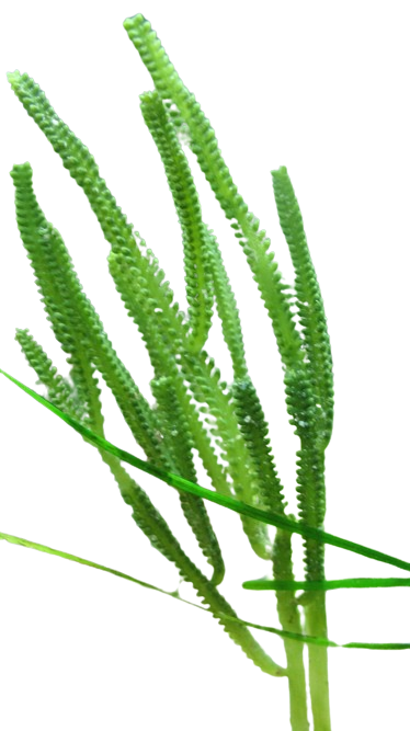 Cactus Caulerpa