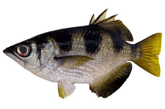 Banded Archerfish