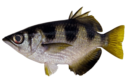 Banded Archerfish