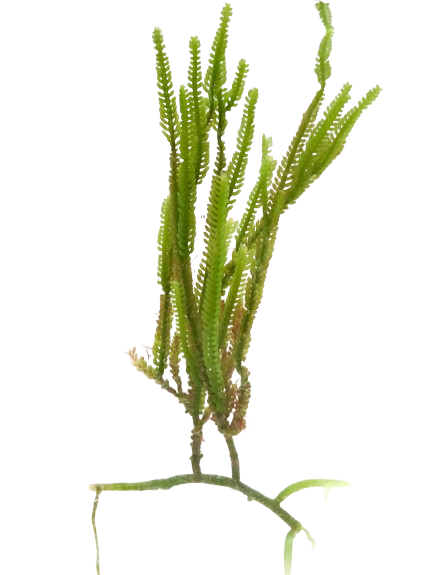 Cactus Caulerpa