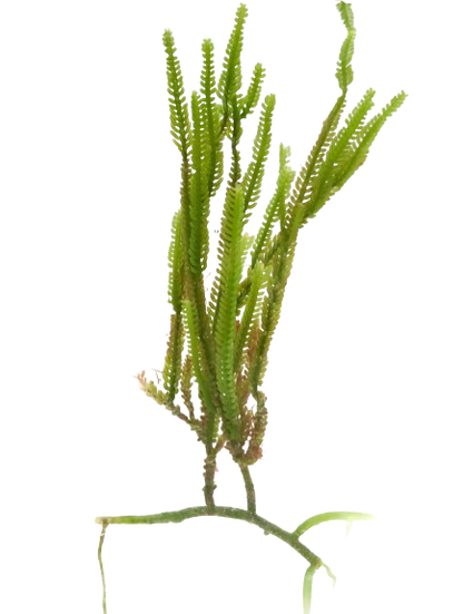 Cactus Caulerpa