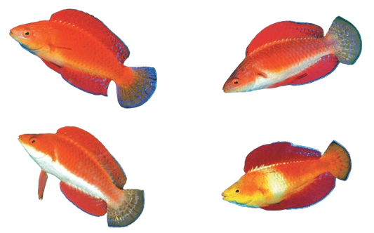 Red Finned Fairy Wrasse