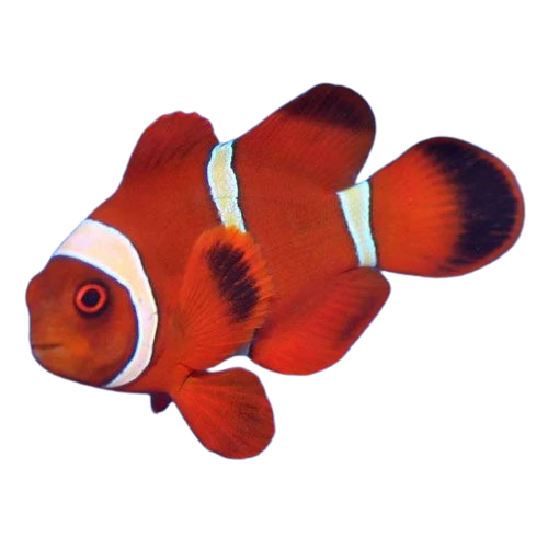 Maroon Clownfish L