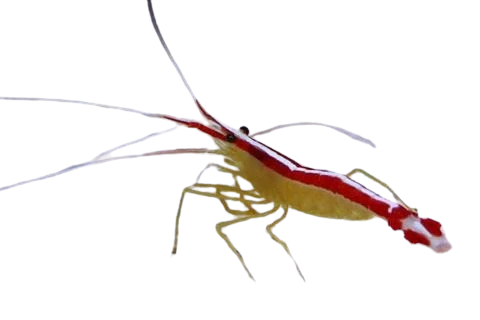 Cleaner Shrimp Show