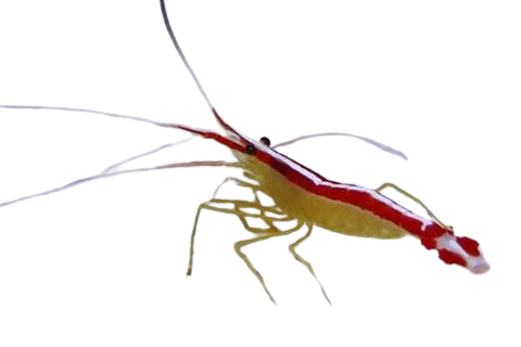 Cleaner Shrimp XL