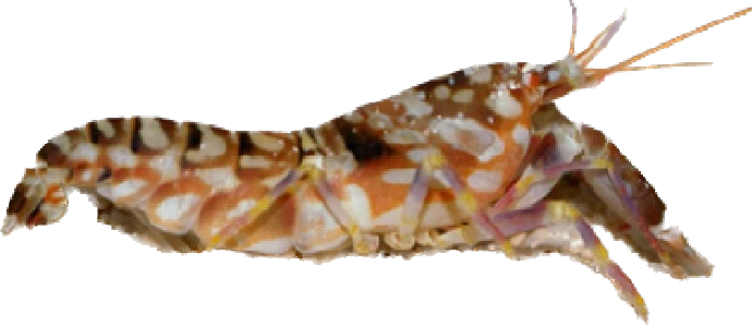 Tiger Pistol Shrimp XL