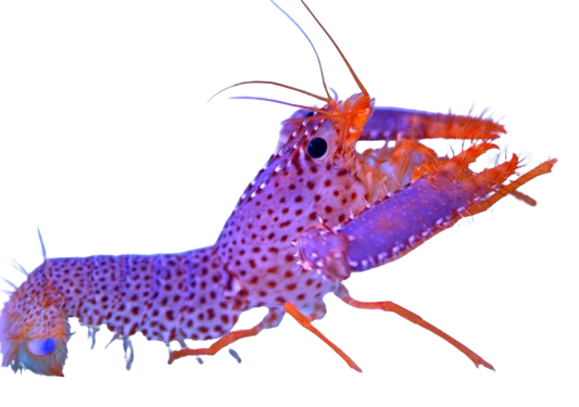 Purple Reef Lobster 