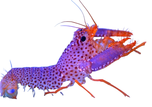 Purple Reef Lobster 