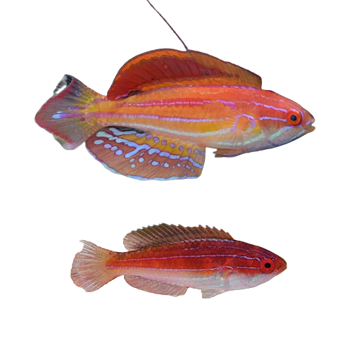 Diamond Tail Flasher Wrasse Male