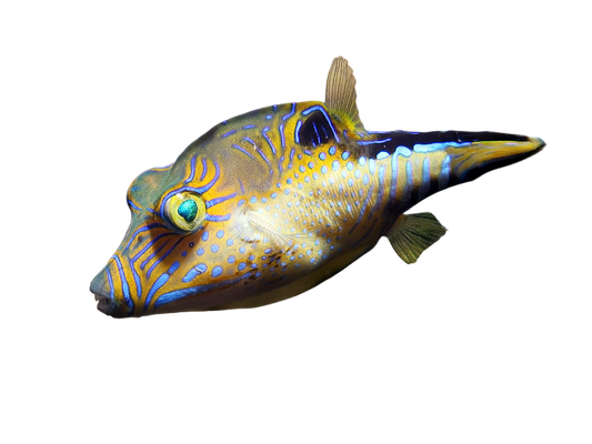 Caribbean Puffer - RARE M