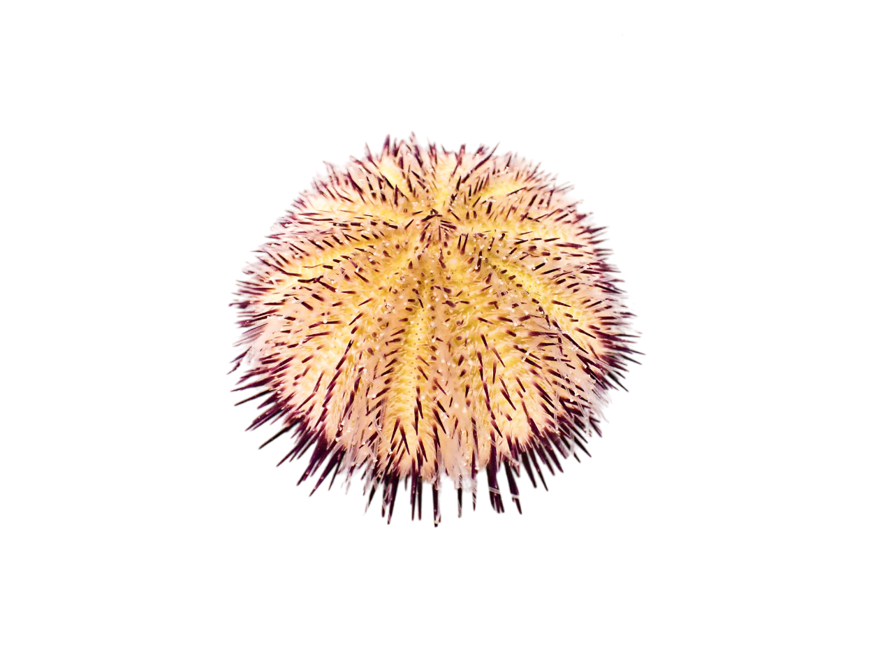 Purple Collector Urchin