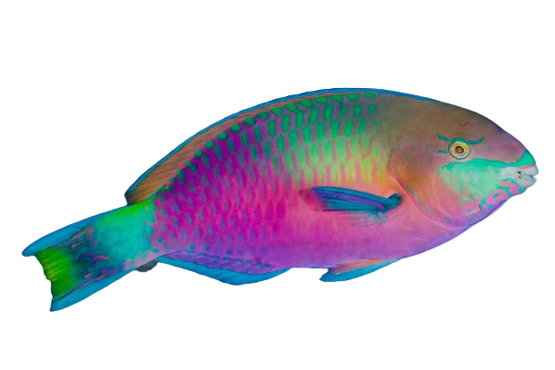 Green Parrotfish L