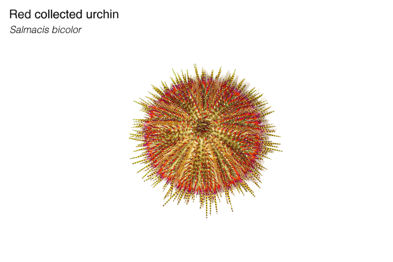 Red Collector Urchin