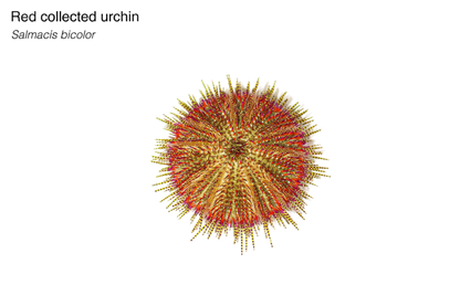Red Collector Urchin