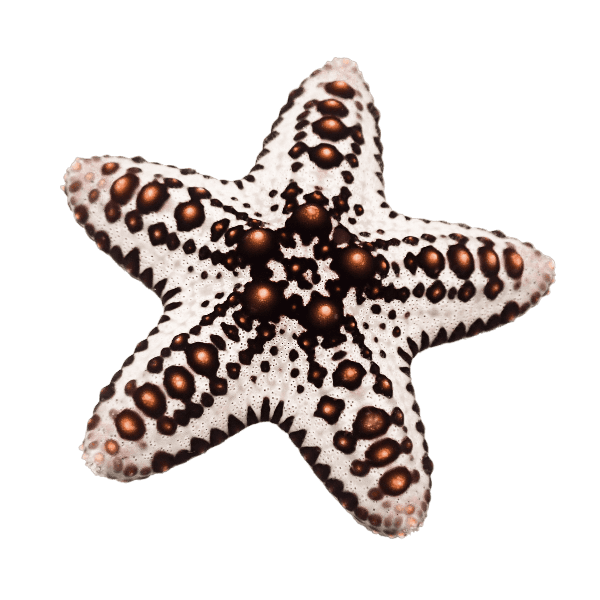 Caramel McFlurry Chocolate Chip Starfish