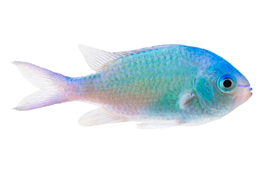 Green Chromis