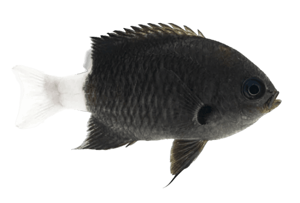 Bicolor Chromis